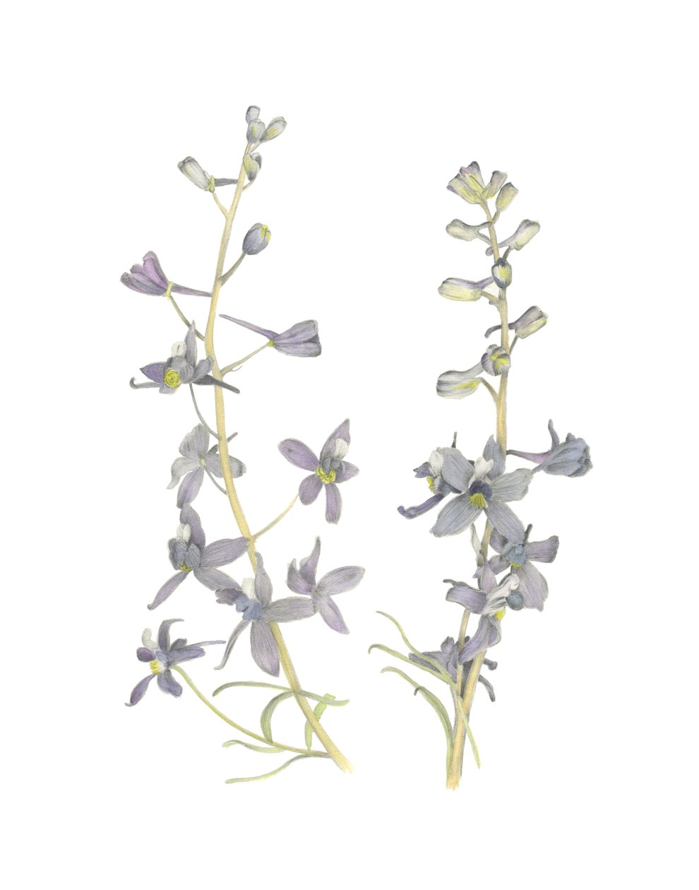 Larkspur, 2018 (grafitceruza és akvarell) alkotó: Stacy Hsu