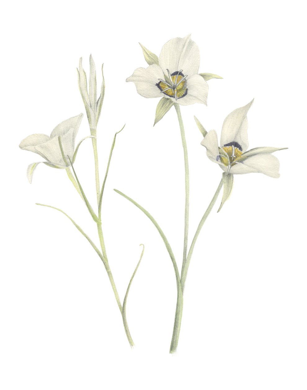 Mariposa Lily, 2018 (grafitceruza és akvarell) alkotó: Stacy Hsu