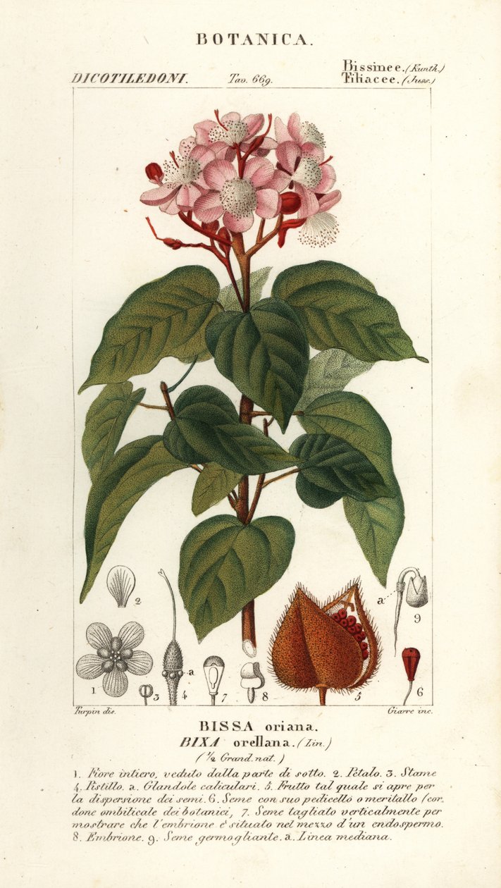 Achiote vagy rúzsfa, Bixa orellana alkotó: Stanghi Stanghi