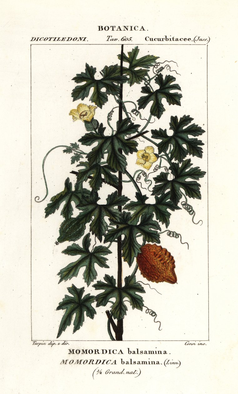 Afrikai uborka, Momordica balsamina alkotó: Stanghi Stanghi