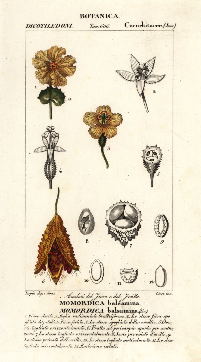Afrikai uborka, Momordica balsamina alkotó: Stanghi Stanghi