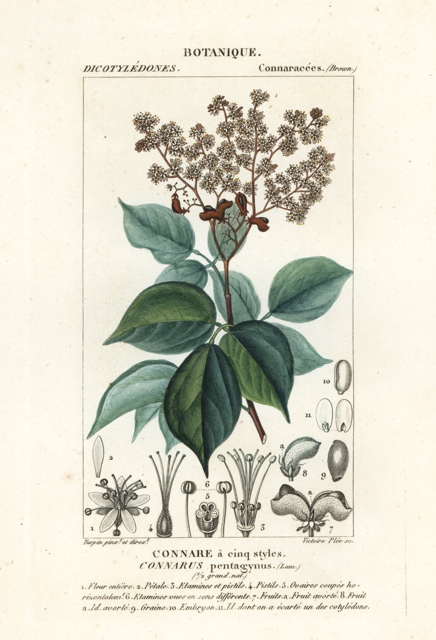 Agelaea pentagyna alkotó: Stanghi Stanghi