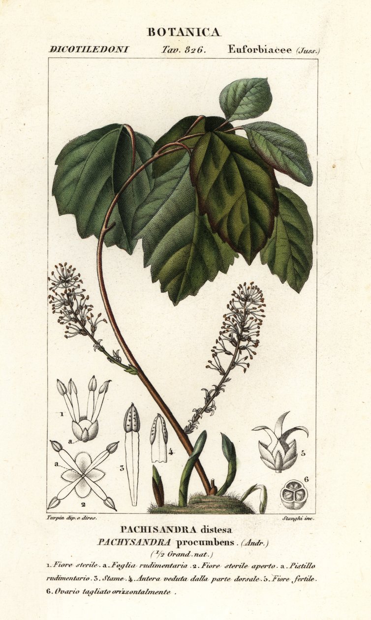 Allegheny flush, Pachysandra elterült alkotó: Stanghi Stanghi