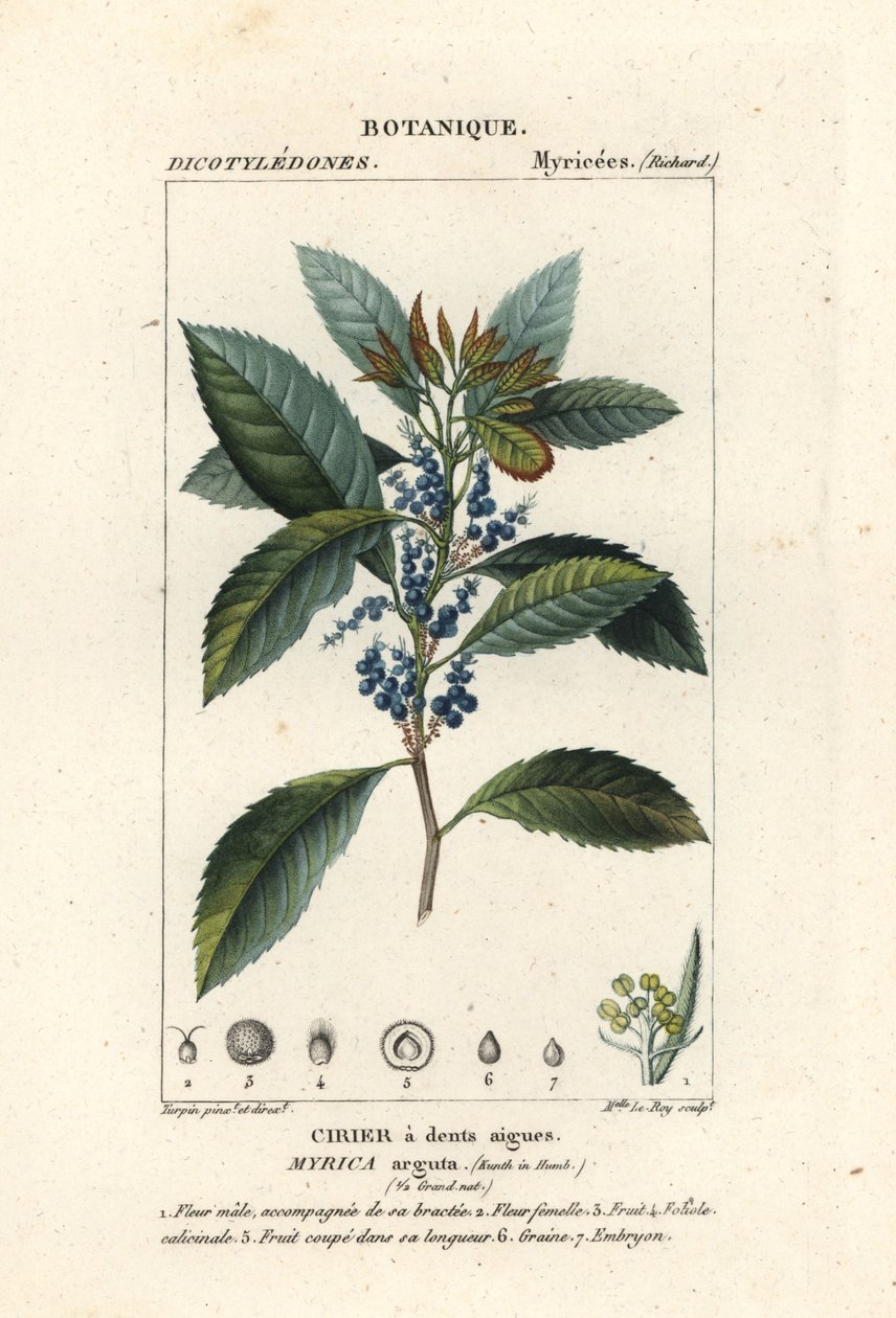 Bayberry, Morella pubescens alkotó: Stanghi Stanghi