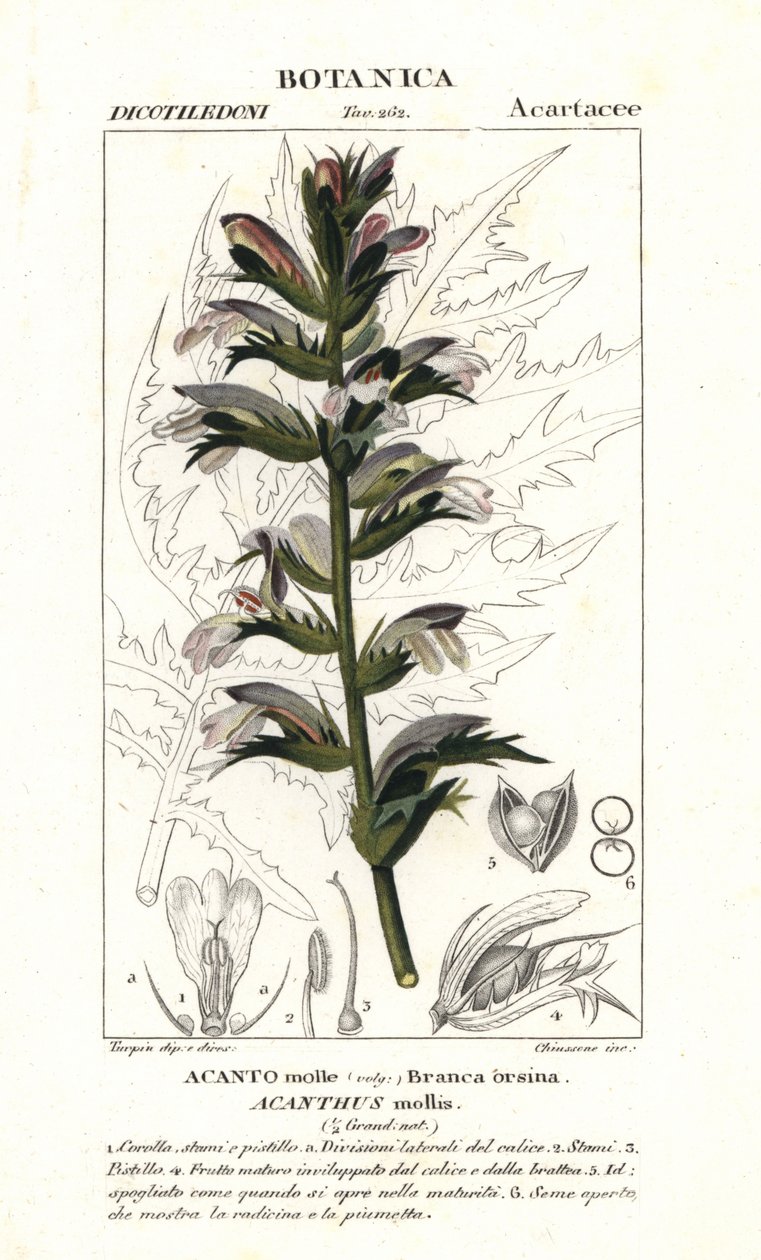 Medve nadrág vagy tengeri kikötő, Acanthus mollis alkotó: Stanghi Stanghi