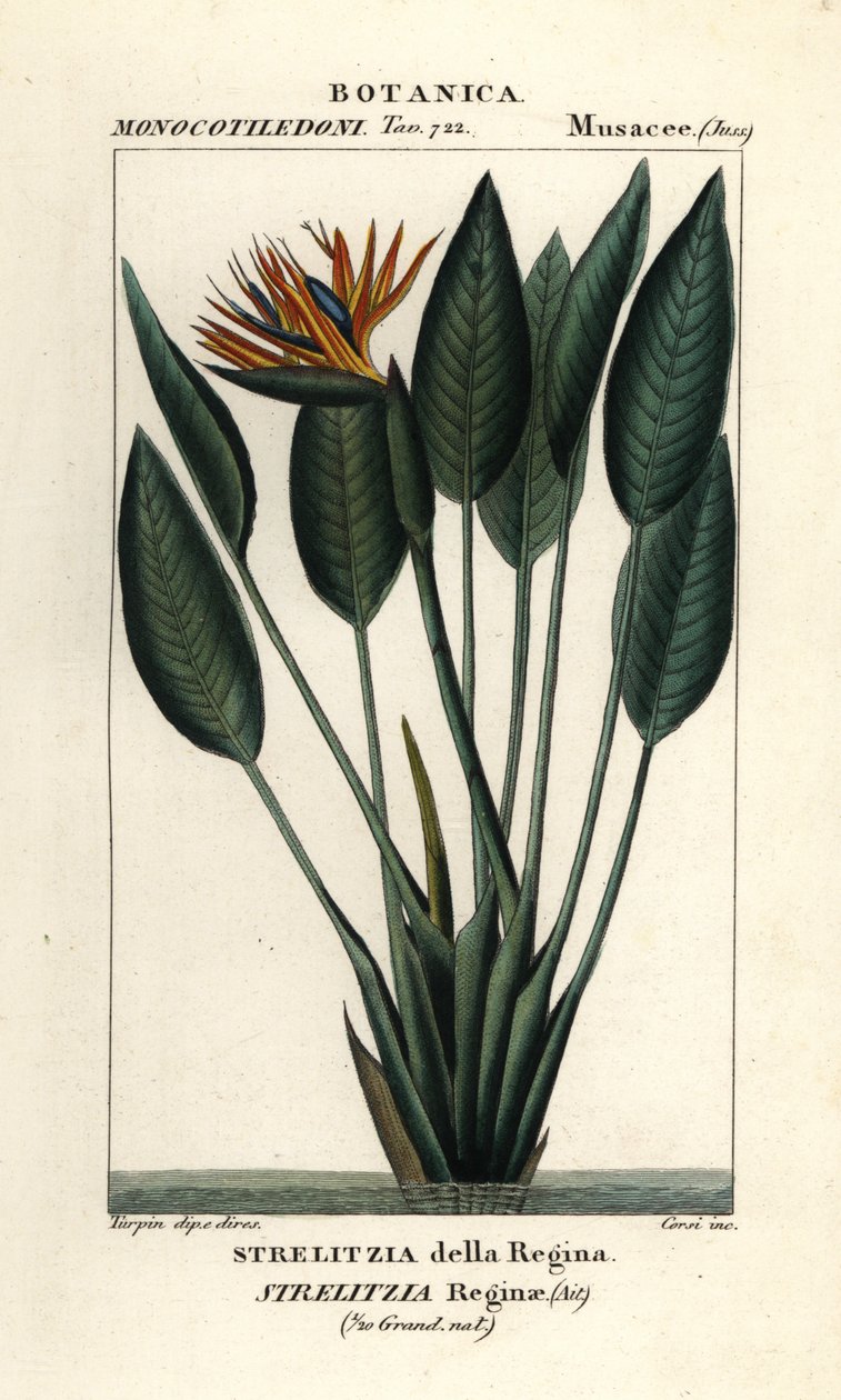 Paradicsommadár, Strelitzia reginae alkotó: Stanghi Stanghi