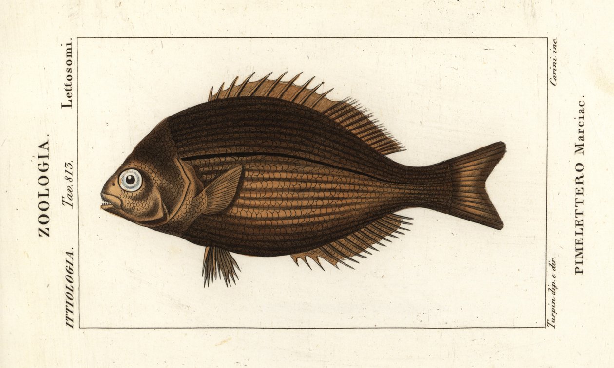 Sárgaréz domolykó, Kyphosus vaigiensis alkotó: Stanghi Stanghi