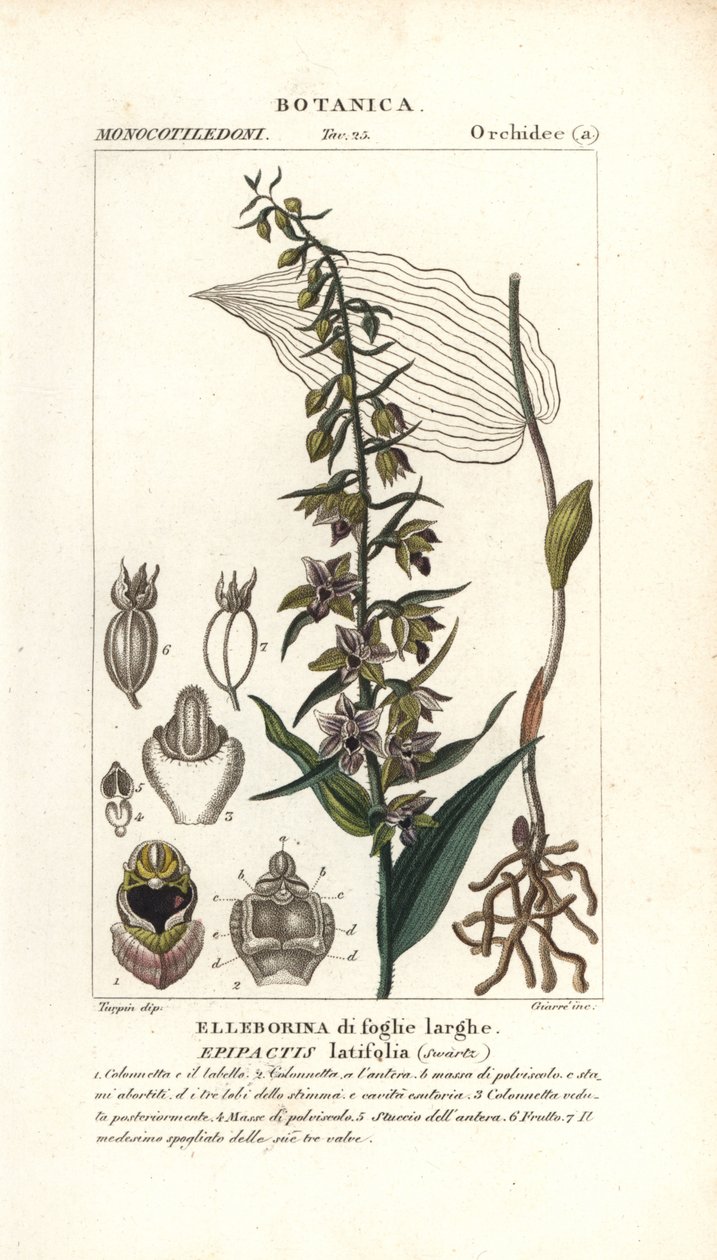 Széleslevelű helleborine orchidea, Epipactis helleborine alkotó: Stanghi Stanghi