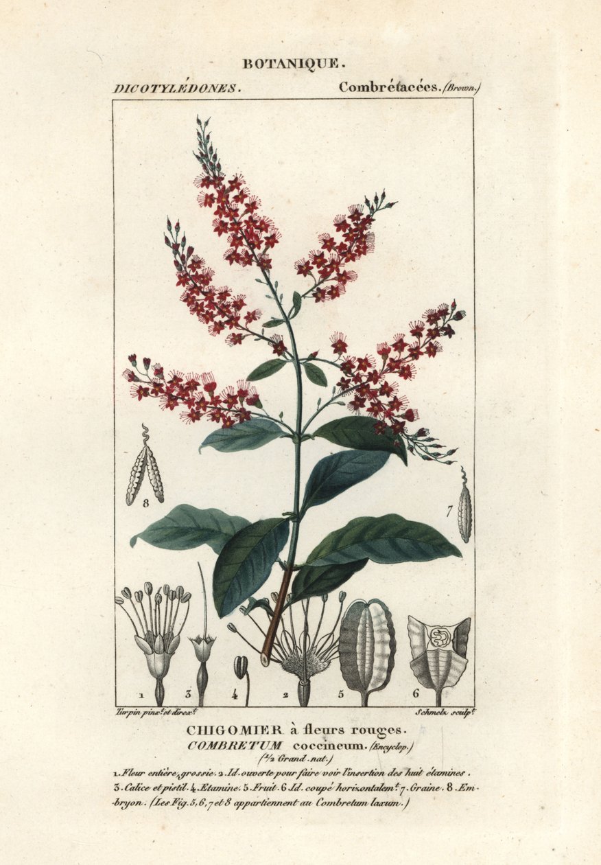 Bokorfűz, Combretum coccineum alkotó: Stanghi Stanghi