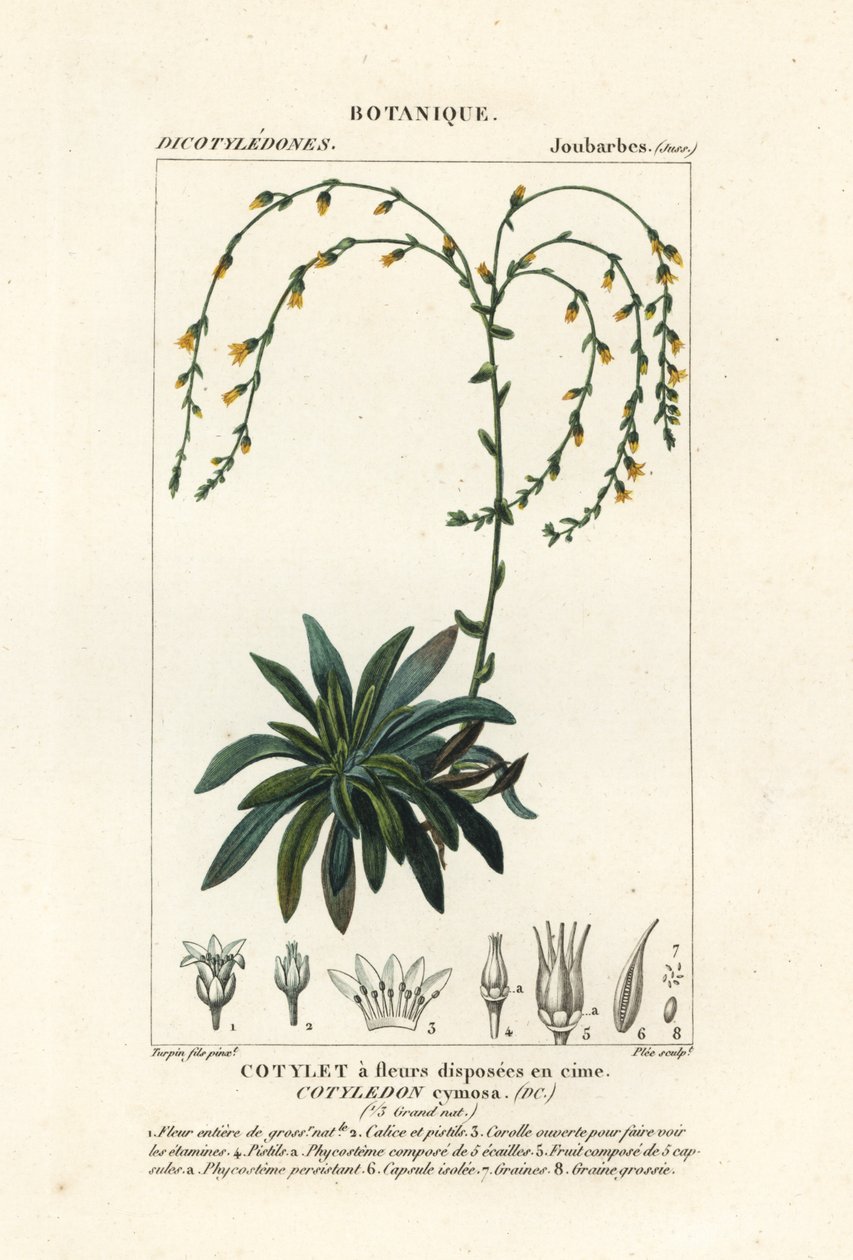 Canyon live-forever,, Dudleya cymosa alkotó: Stanghi Stanghi