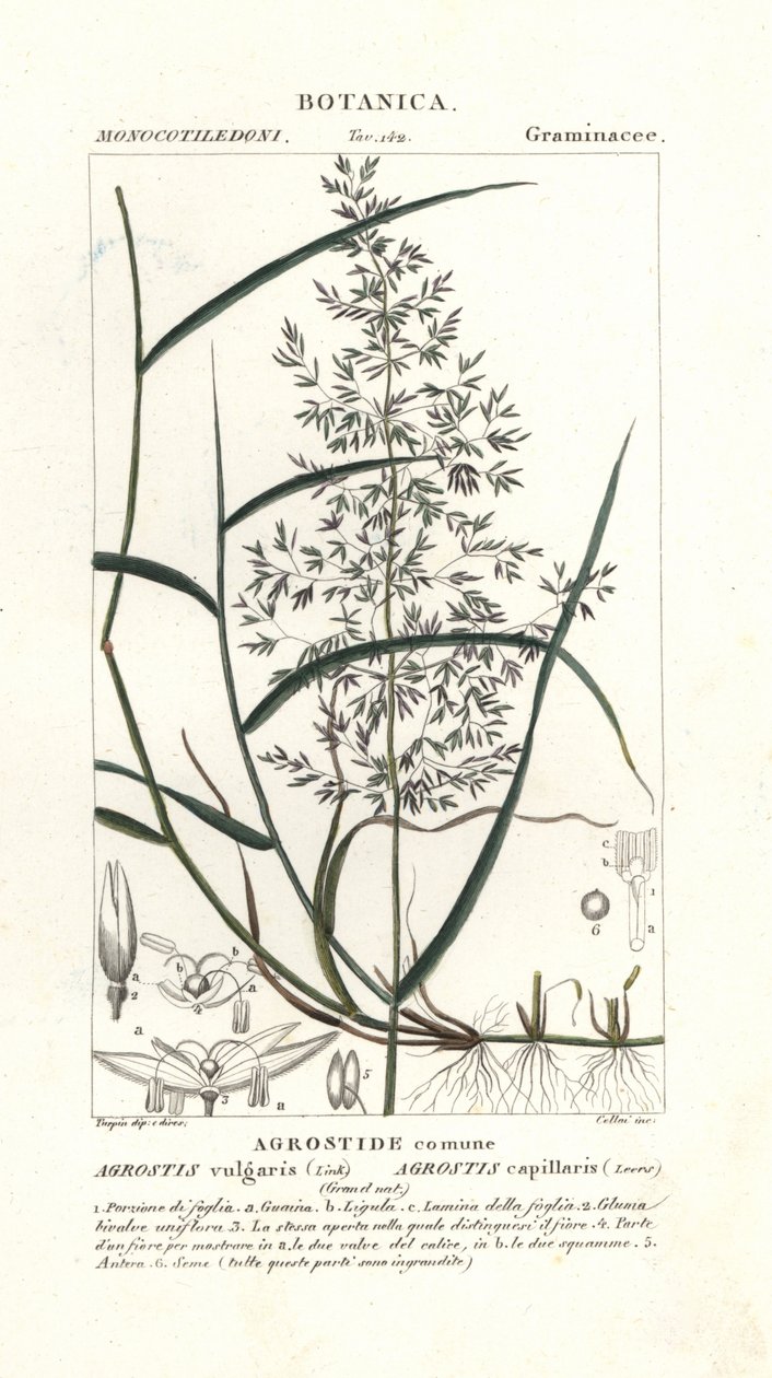 Közönséges hajlított, Agrostis capillaris alkotó: Stanghi Stanghi