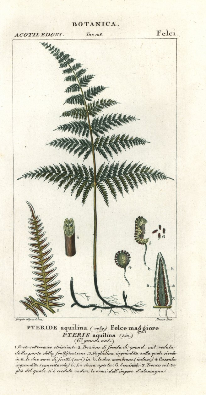 Közönséges brack vagy fék, Pteridium aquilinum alkotó: Stanghi Stanghi