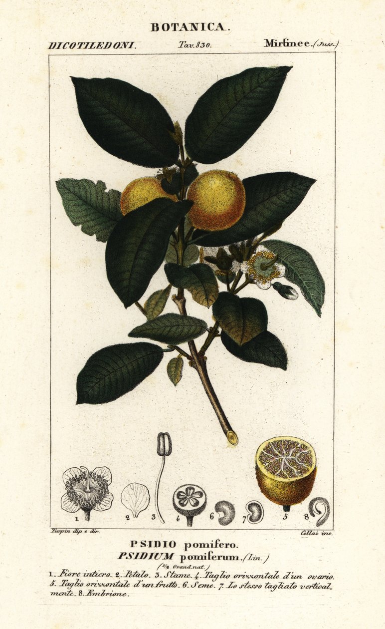 Közönséges guajava, Psidium guajava alkotó: Stanghi Stanghi