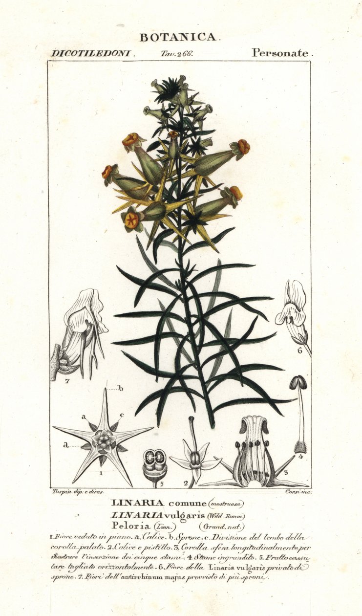 Közönséges varangy vagy sárga varangy, Linaria vulgaris alkotó: Stanghi Stanghi