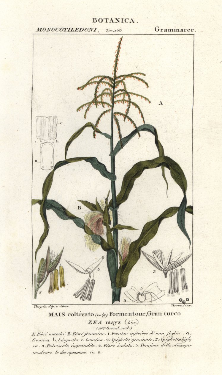 Kukorica vagy kukorica, Zea mays alkotó: Stanghi Stanghi