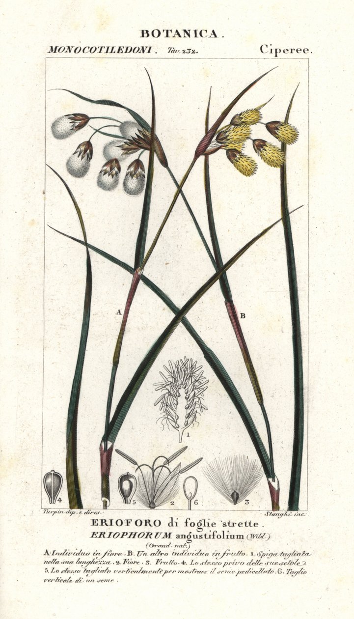 Gyapotfű vagy gyapotsás, Eriophorum angustifolium alkotó: Stanghi Stanghi