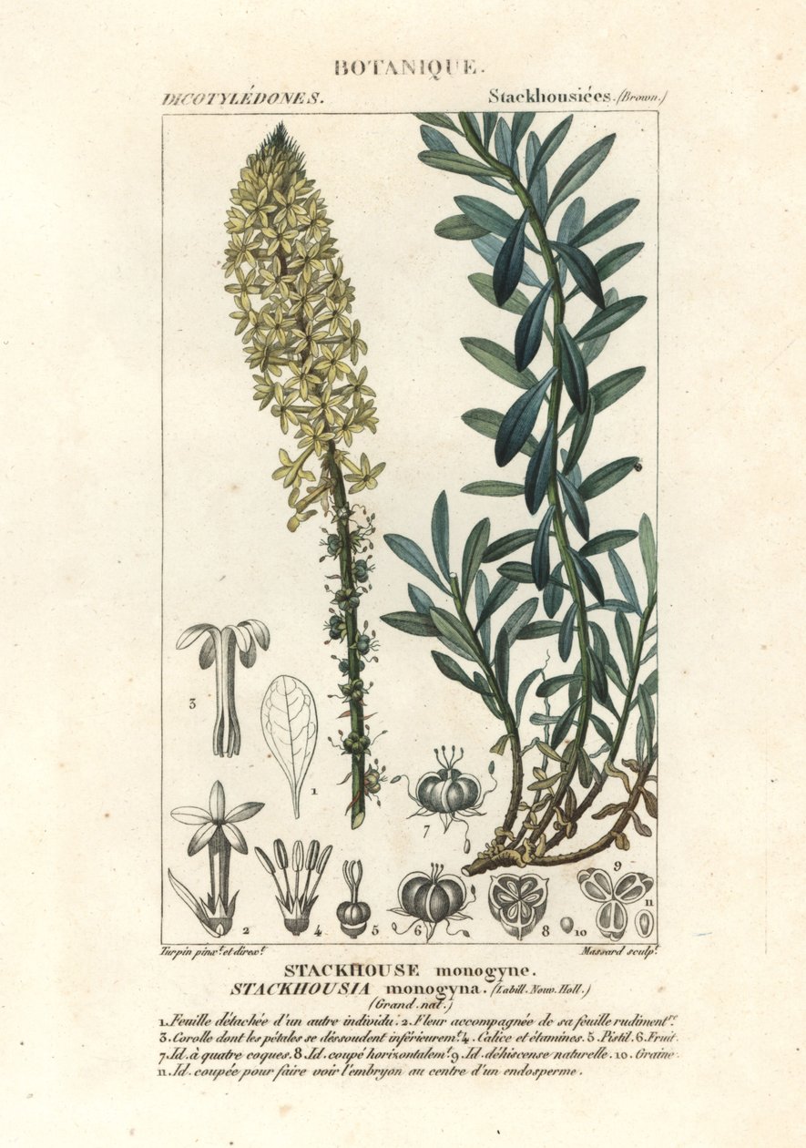 Krémes gyertyák, Stackhousia monogyna alkotó: Stanghi Stanghi