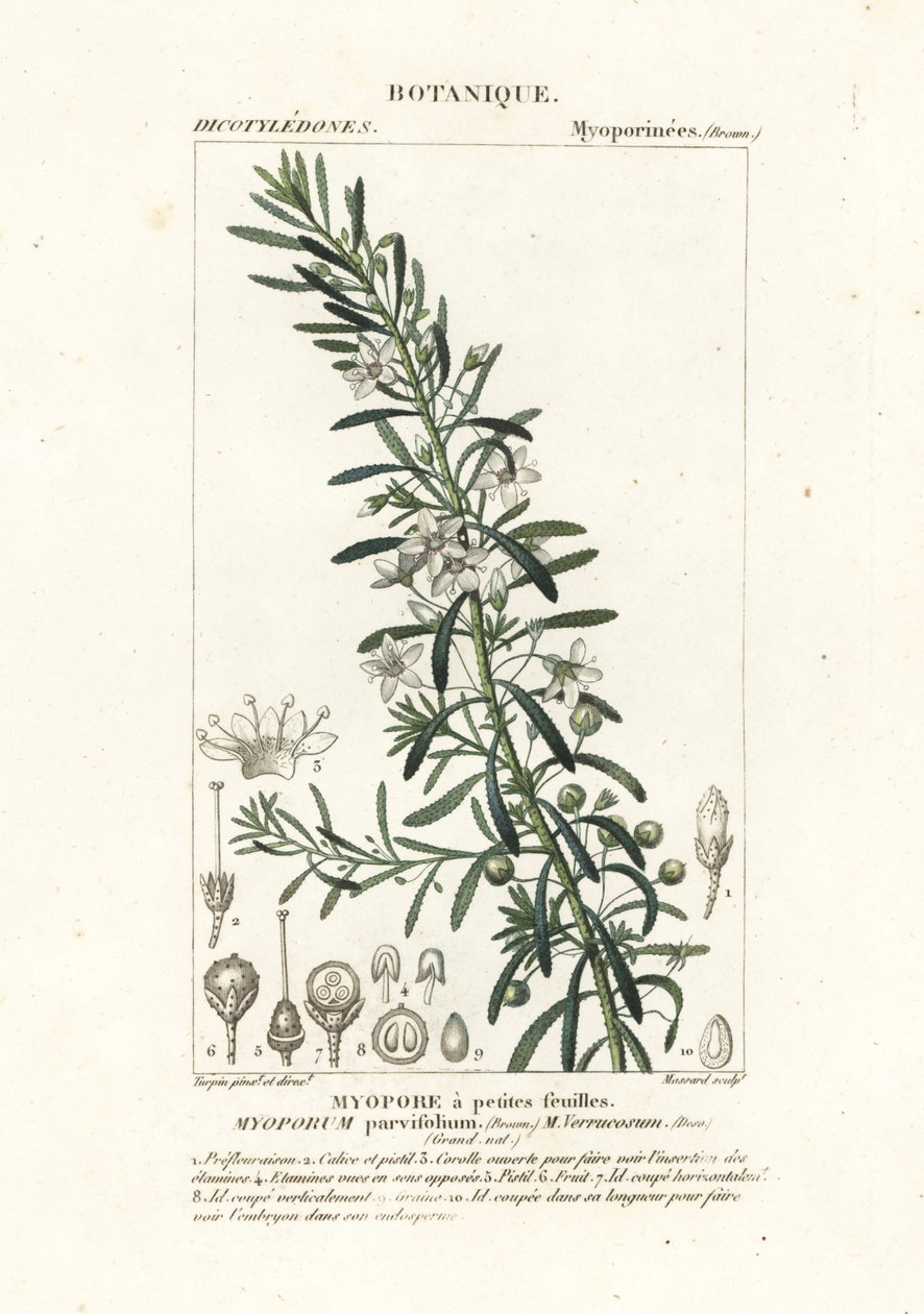 Kúszó boobialla, Myoporum parvifolium alkotó: Stanghi Stanghi