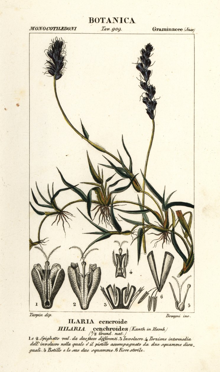 Göndör mesquite, Hilaria cenchroides alkotó: Stanghi Stanghi