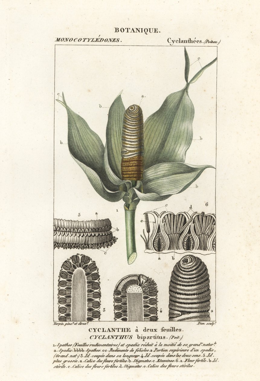 Cyclanthus bipartitus alkotó: Stanghi Stanghi