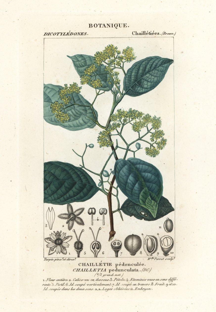 Dichapetalum kocsányos alkotó: Stanghi Stanghi