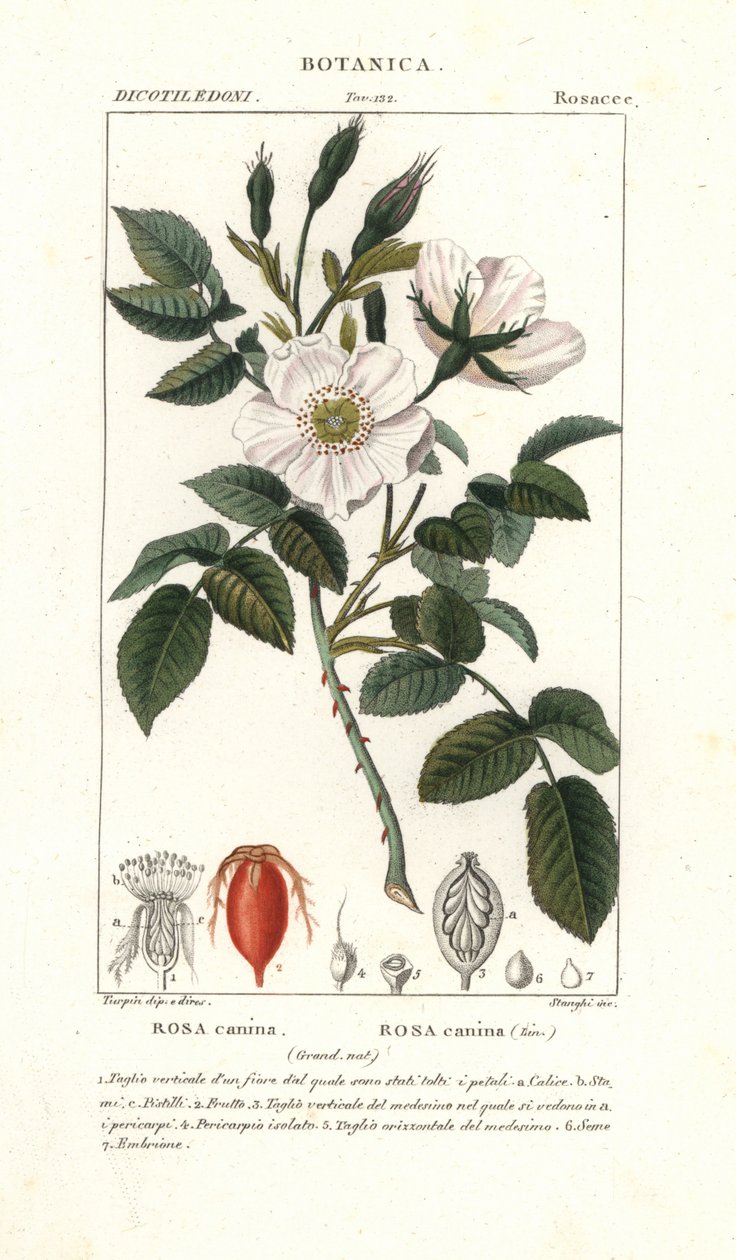 Kutyarózsa, Rosa canina alkotó: Stanghi Stanghi