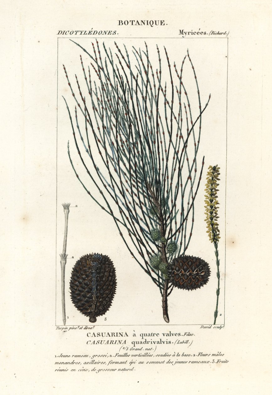 Lelógó sheoak, Allocasuarina verticillata alkotó: Stanghi Stanghi