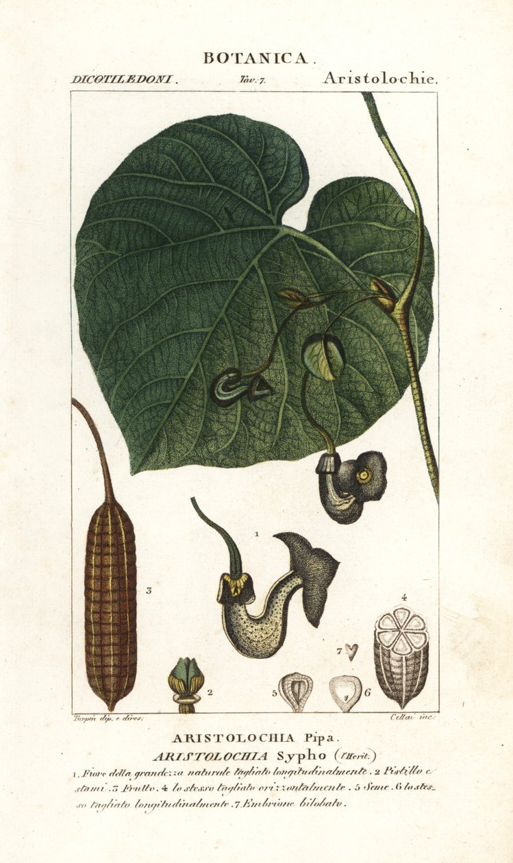 Hollandi pipa vagy pipa, Aristolochia macrophylla alkotó: Stanghi Stanghi
