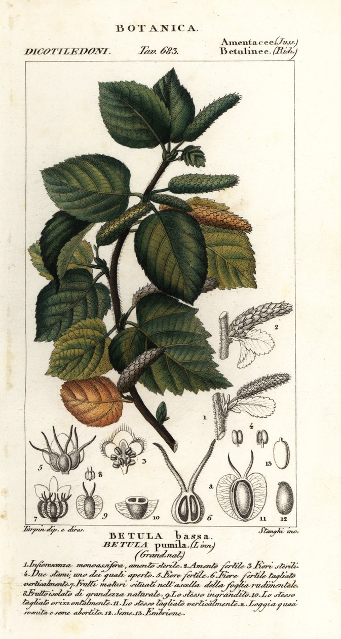 Törpe nyír, Betula pumila alkotó: Stanghi Stanghi
