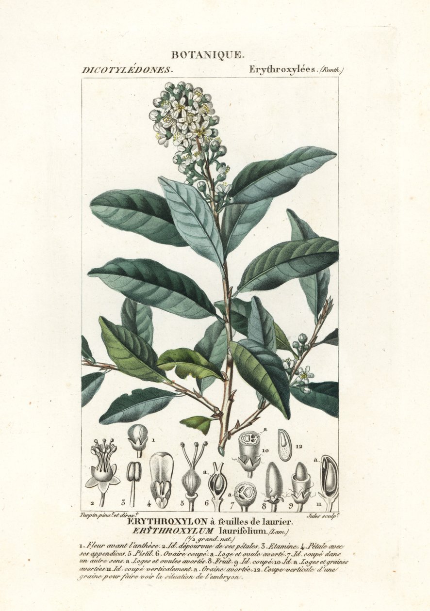 Erythroxylum laurifolium alkotó: Stanghi Stanghi