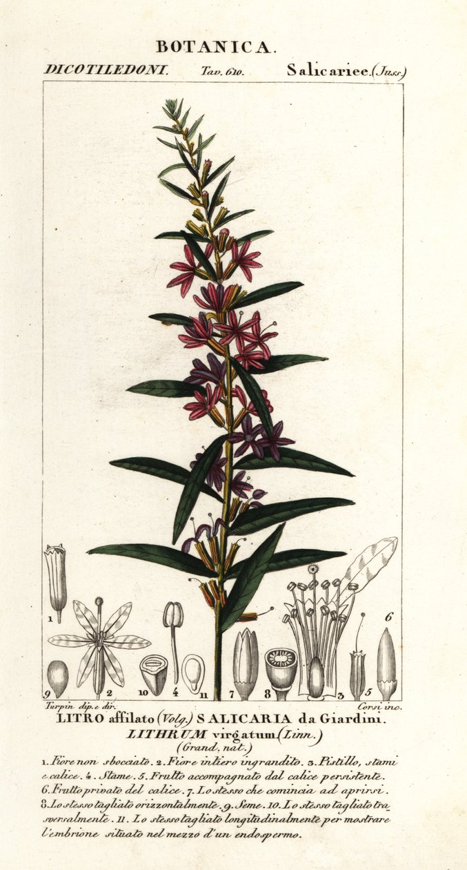 Európai pálca lazestrife, Lythrum virgatum alkotó: Stanghi Stanghi