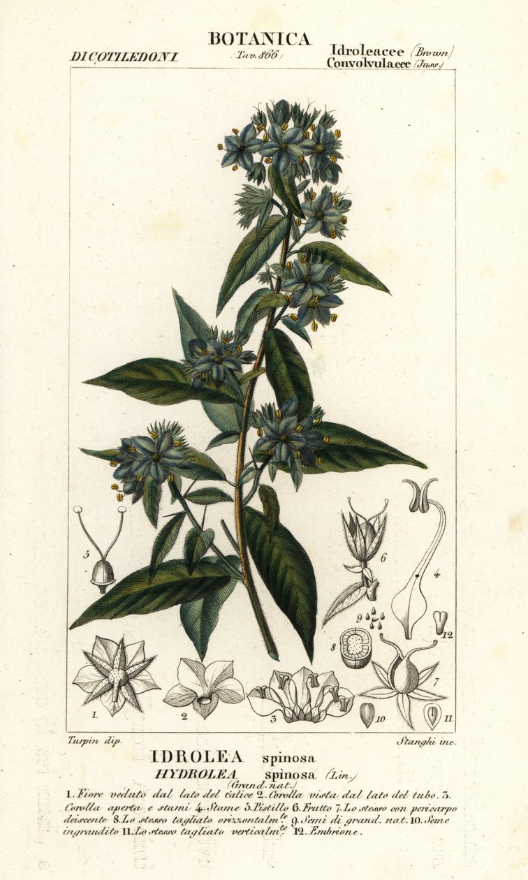 Hamis hegedűlevél, Hydrolea spinosa alkotó: Stanghi Stanghi