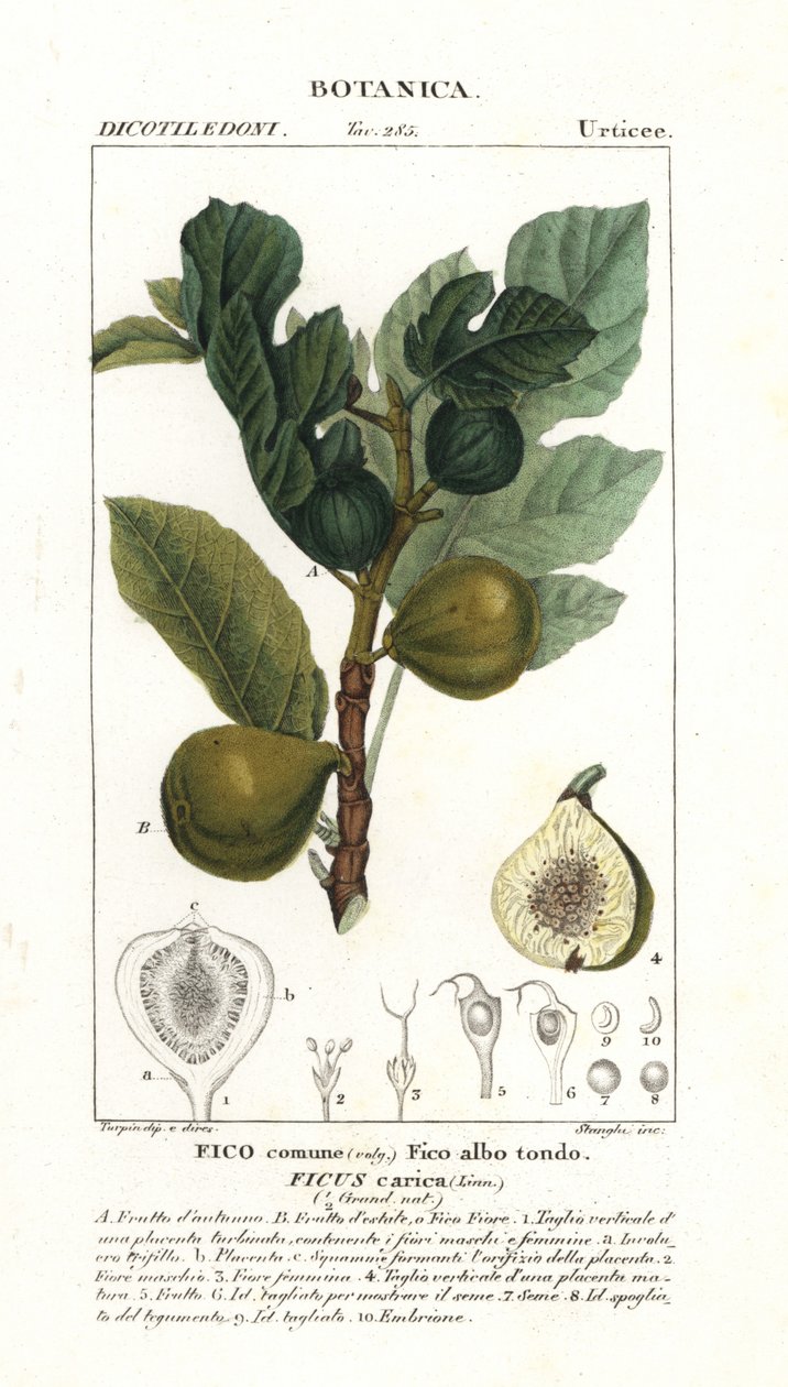 Fügefa és gyümölcs, Ficus carica alkotó: Stanghi Stanghi