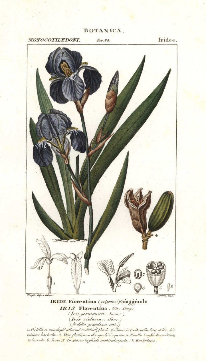 Firenzei írisz, Iris germanica var florentina alkotó: Stanghi Stanghi
