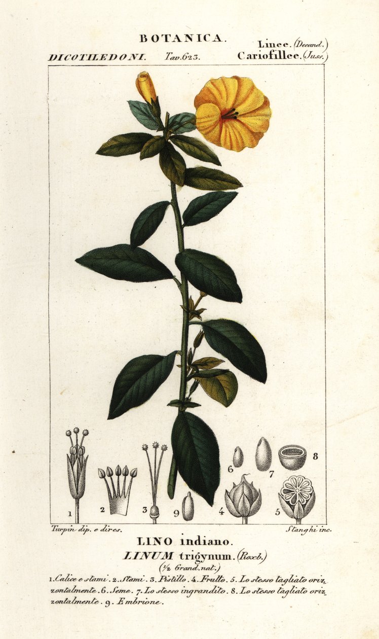 Francia len, Linum trigynum alkotó: Stanghi Stanghi