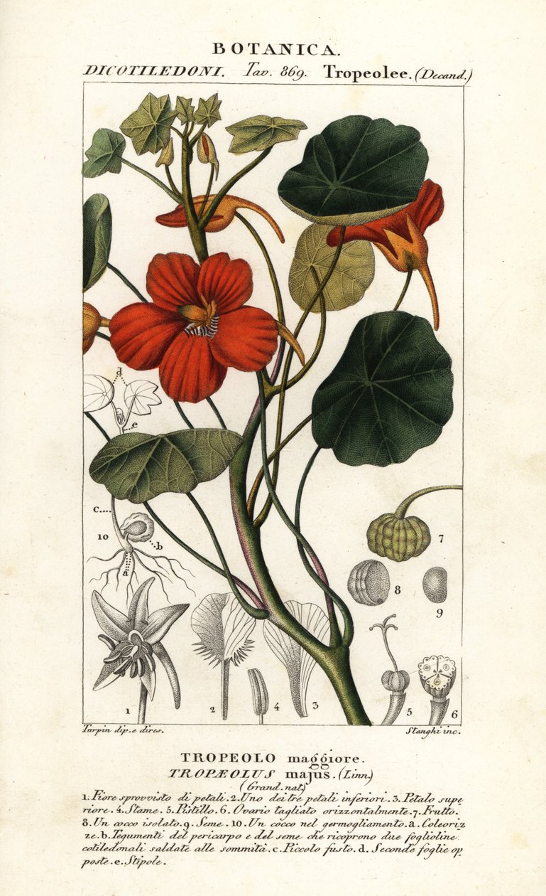 Kerti nasturtium, Tropaeolum major alkotó: Stanghi Stanghi