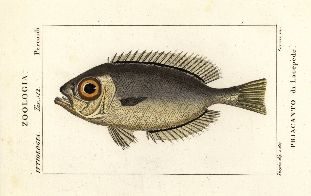 Szemüveges nagyszeműek, Heteropriacanthus cruentatus alkotó: Stanghi Stanghi