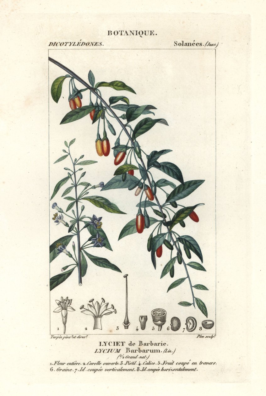 Goji bogyó, Lycium barrum alkotó: Stanghi Stanghi