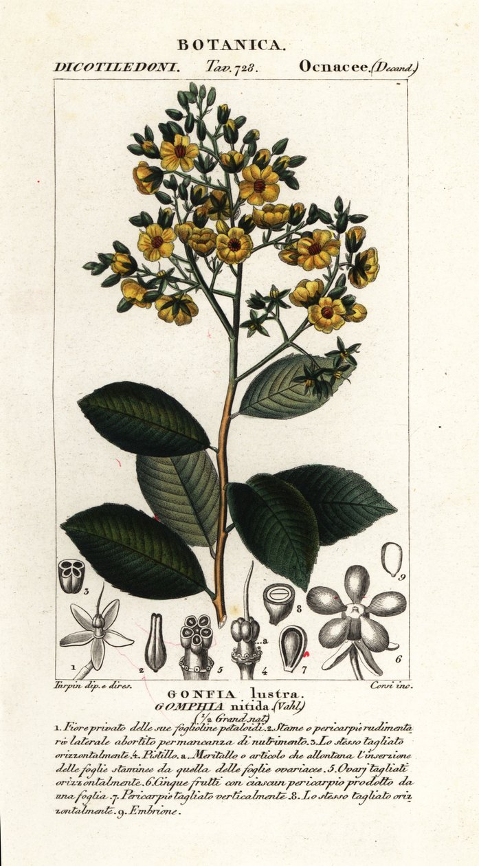 Gomphia nitida alkotó: Stanghi Stanghi