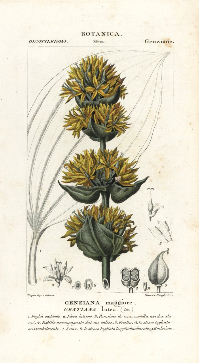 Nagy sárga tárnics, Gentiana lutea alkotó: Stanghi Stanghi