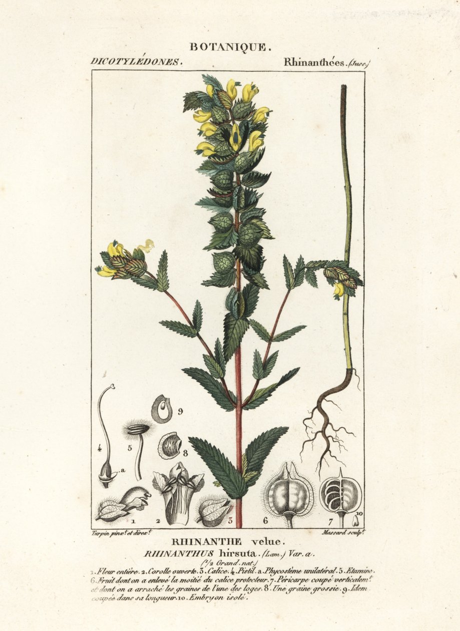 Nagy sárga csörgő, Rhinanthus alectorolophus alkotó: Stanghi Stanghi