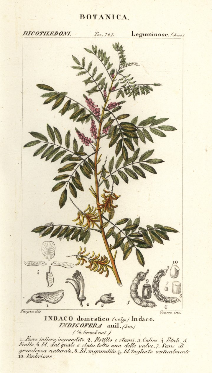 Guatemalai indigó, Indigofera suffruticosa alkotó: Stanghi Stanghi