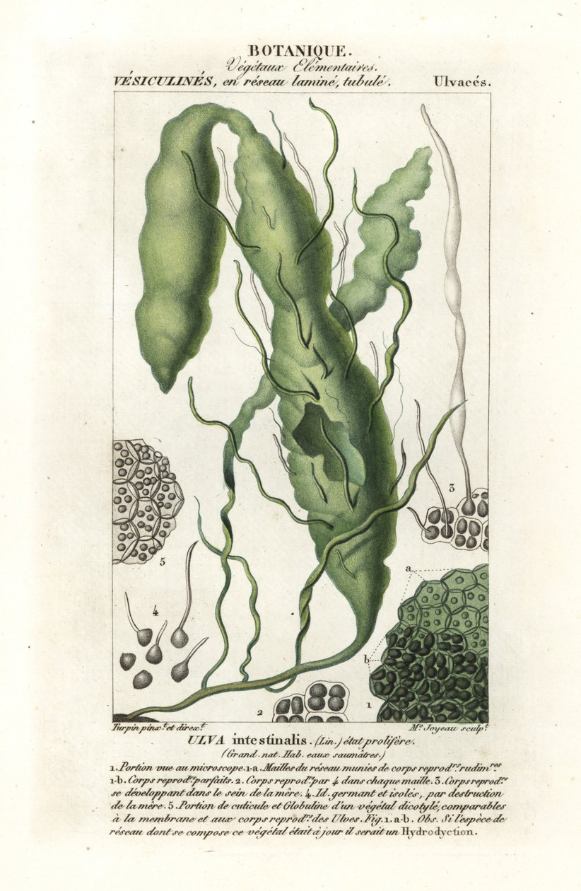 Gutweed vagy fű moszat, Ulva intestinalis alkotó: Stanghi Stanghi