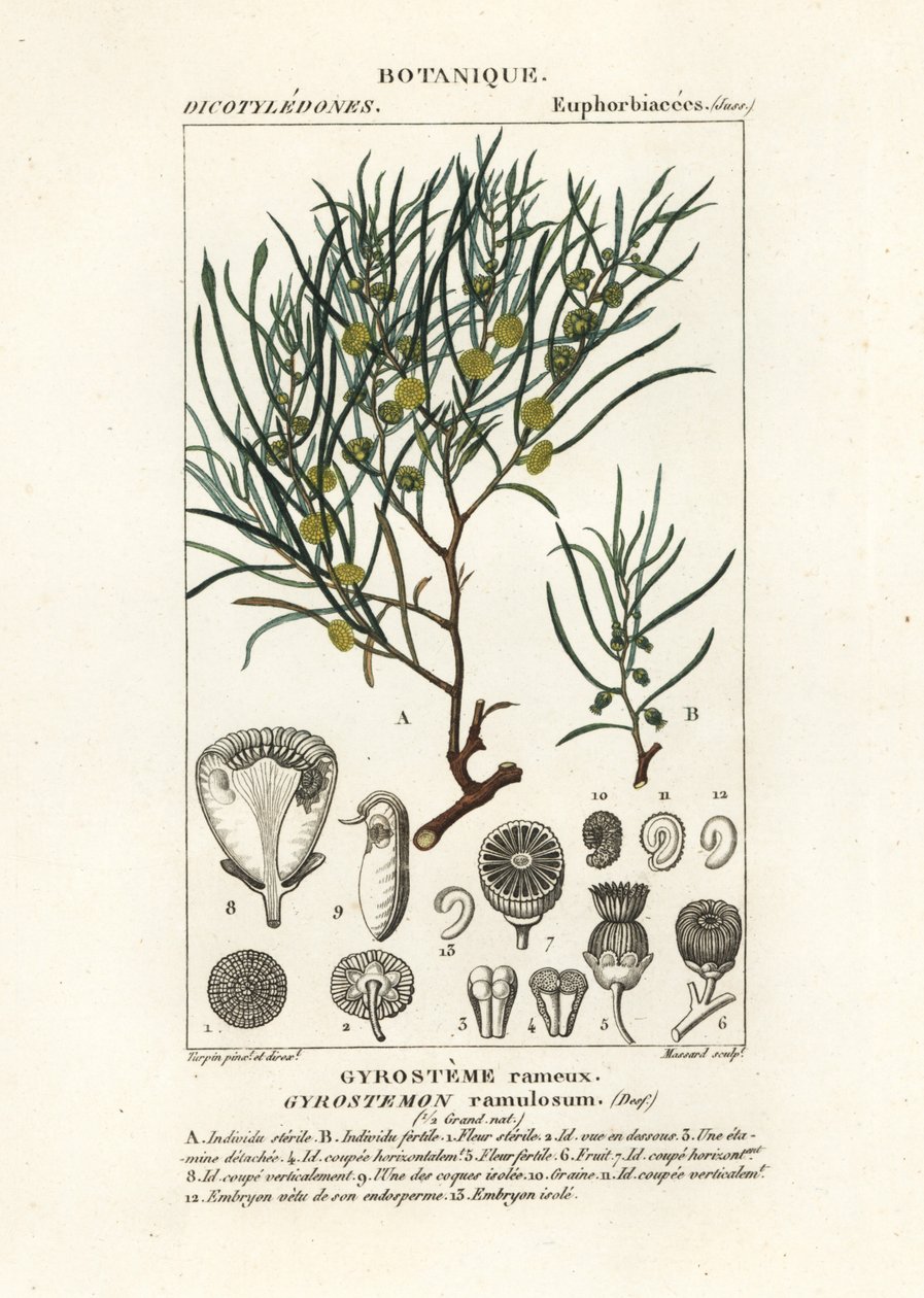 Gyrostemon ramulosus fa alkotó: Stanghi Stanghi