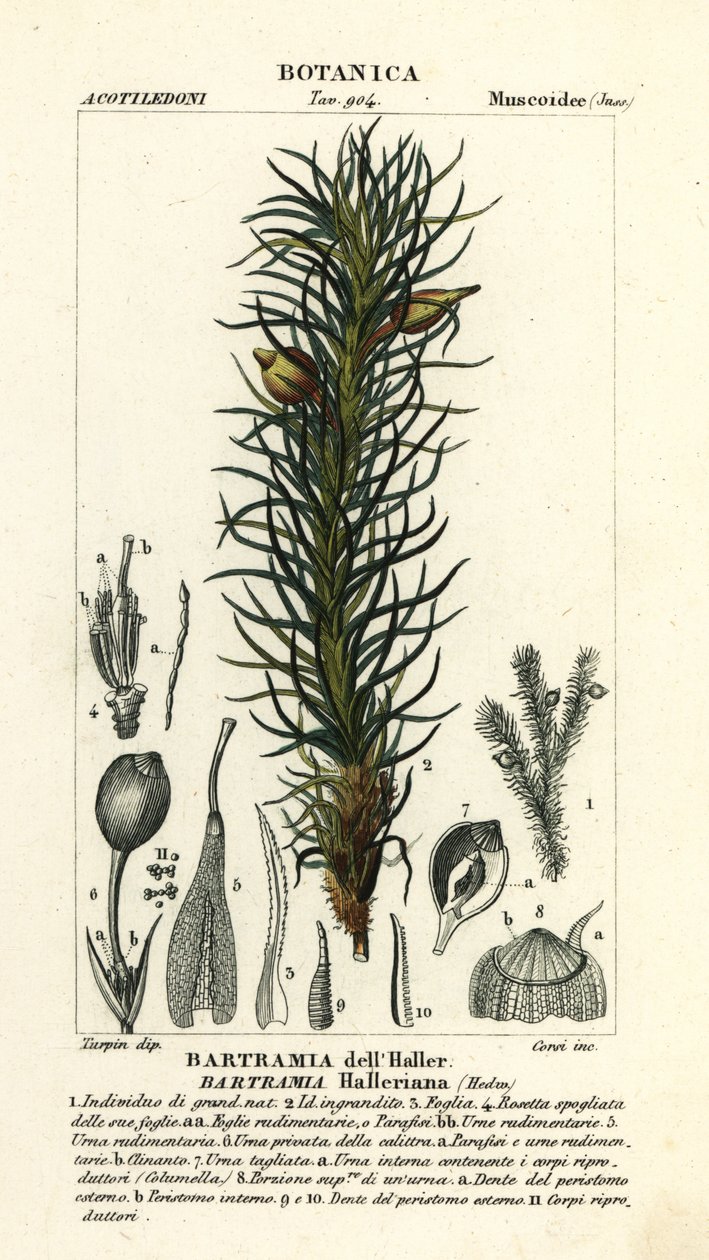 Haller-alma moha, Bartramia halleriana alkotó: Stanghi Stanghi
