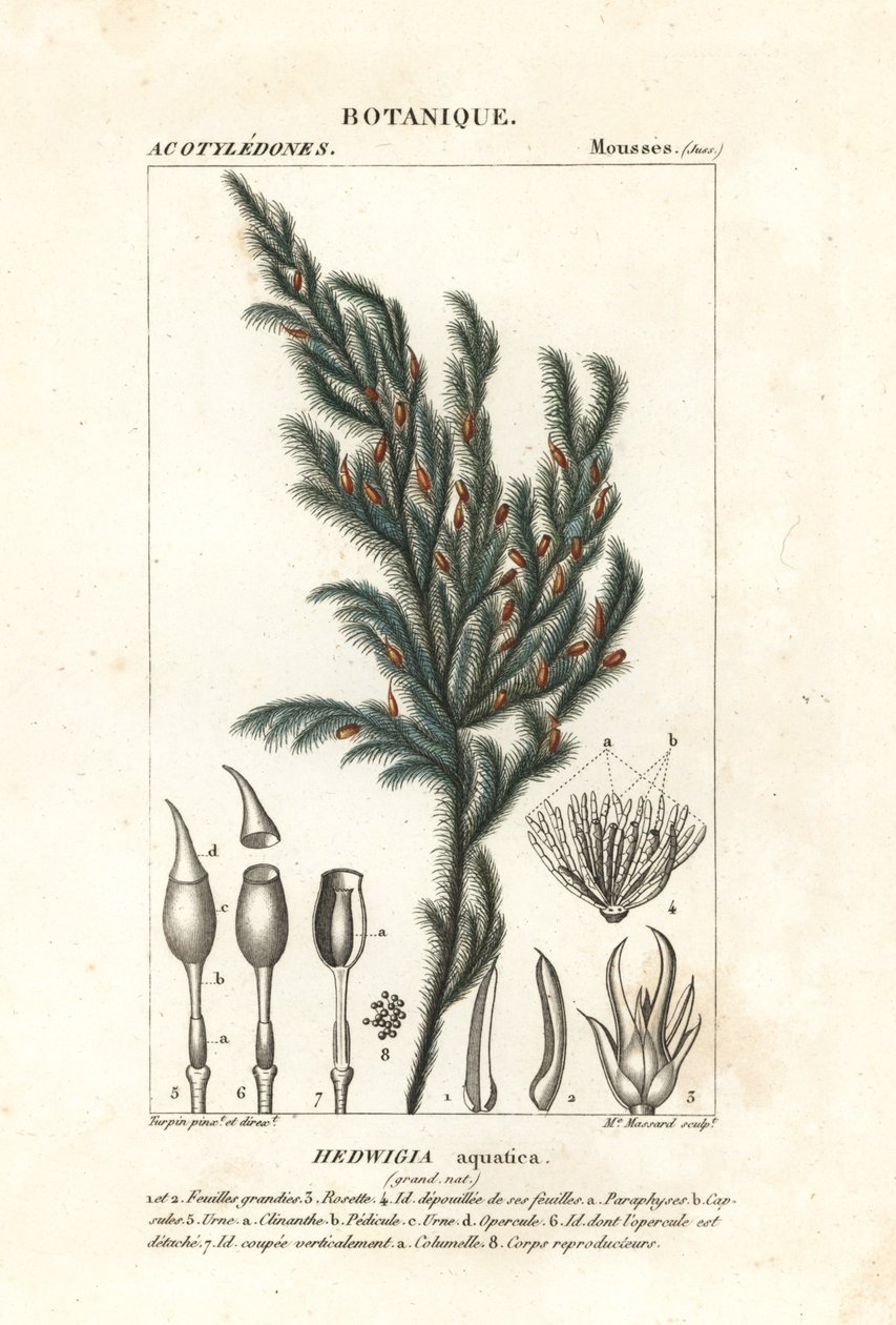 Hedwigia aquatica moha alkotó: Stanghi Stanghi