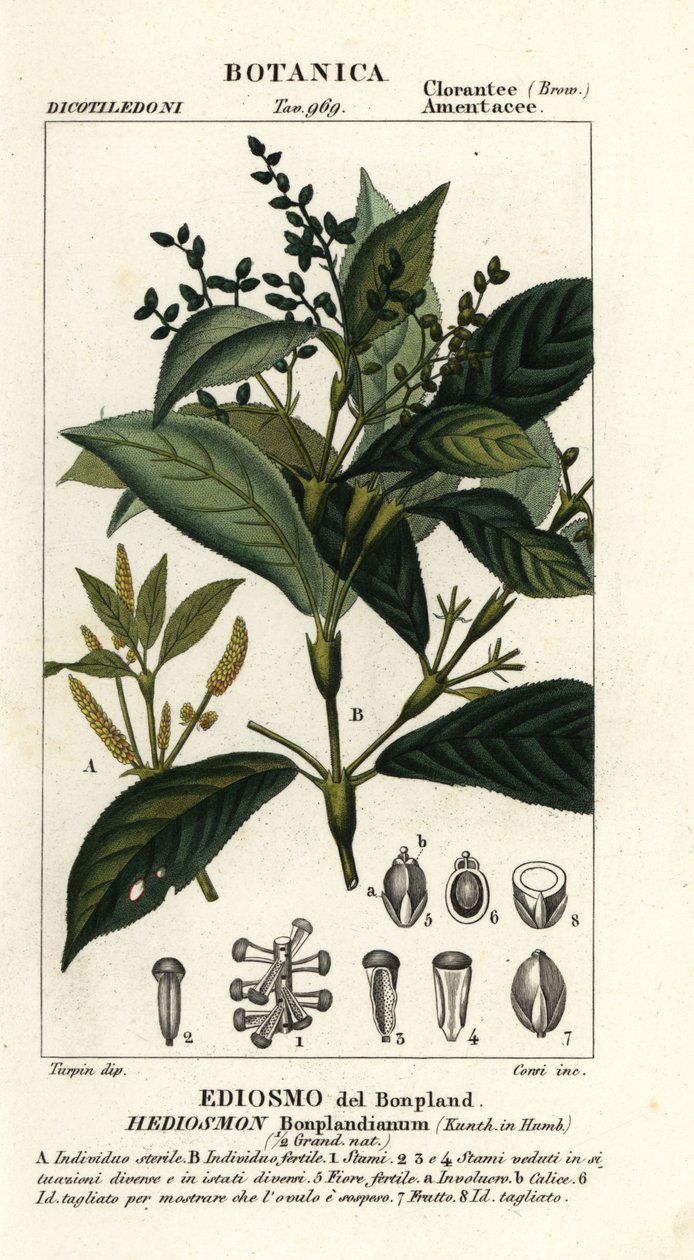 Hedyosmum bonplandianum alkotó: Stanghi Stanghi