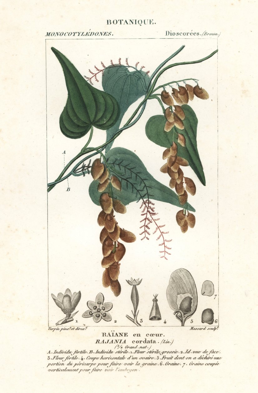 Himber fa, Rajania cordata alkotó: Stanghi Stanghi