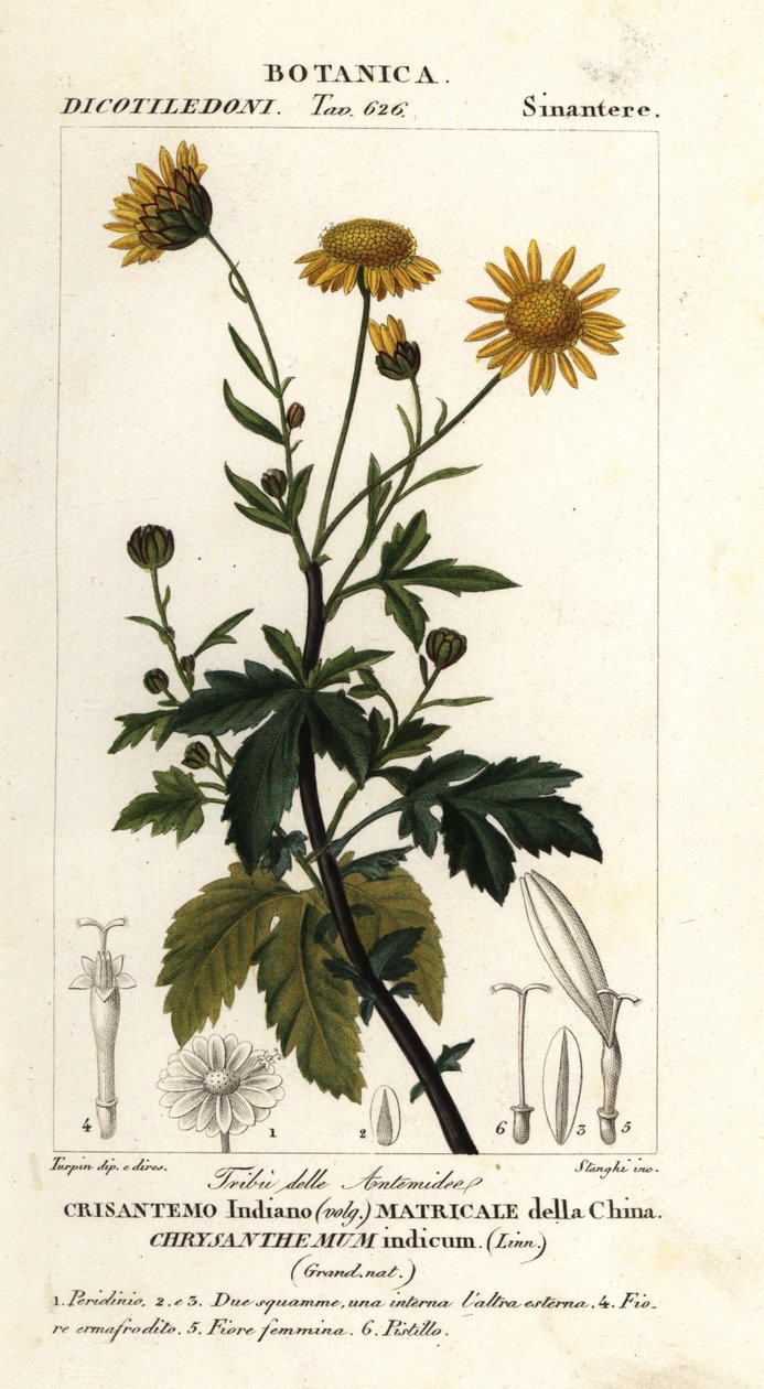 Indian chrysanthemum, Chrysanthemum indicum   1402056   hu       hungarian Successfully Translated  Original: Theater Interior with Performance Taking Place Translat: Theater Interior with Performance Taking Place 1257408 hu hungarian Successfully Translat alkotó: Stanghi Stanghi