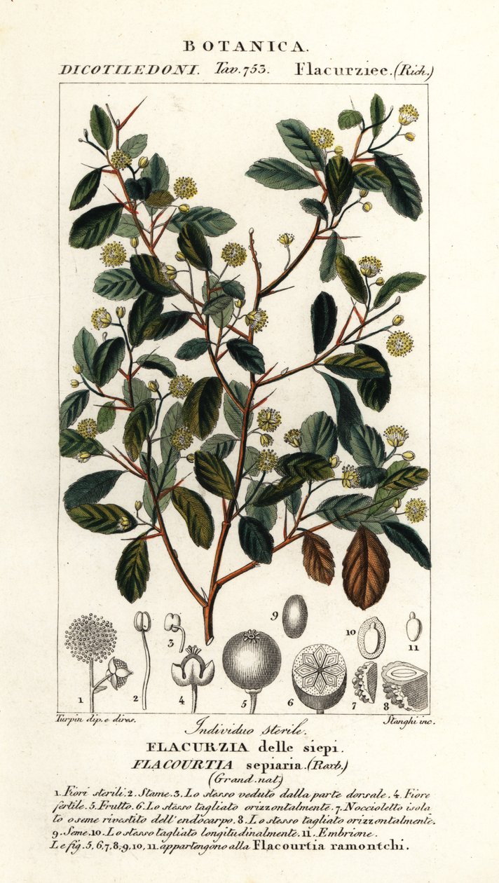 Indiai szilva, Flacourtia indica alkotó: Stanghi Stanghi